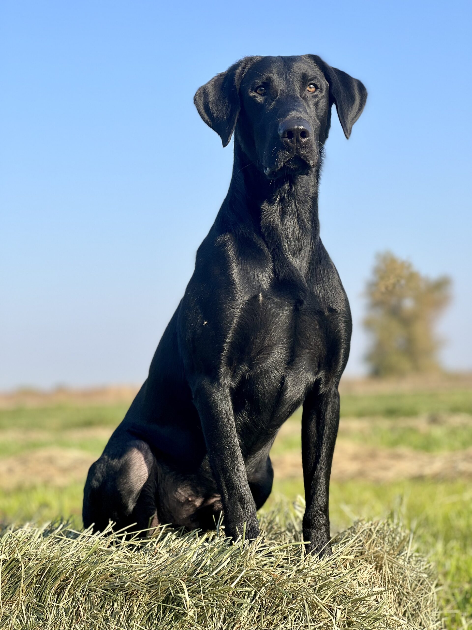 Ace - Stud -Hightest Kennels