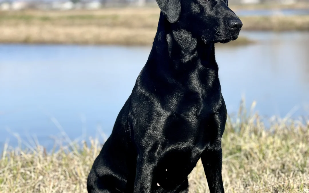 Gwen
