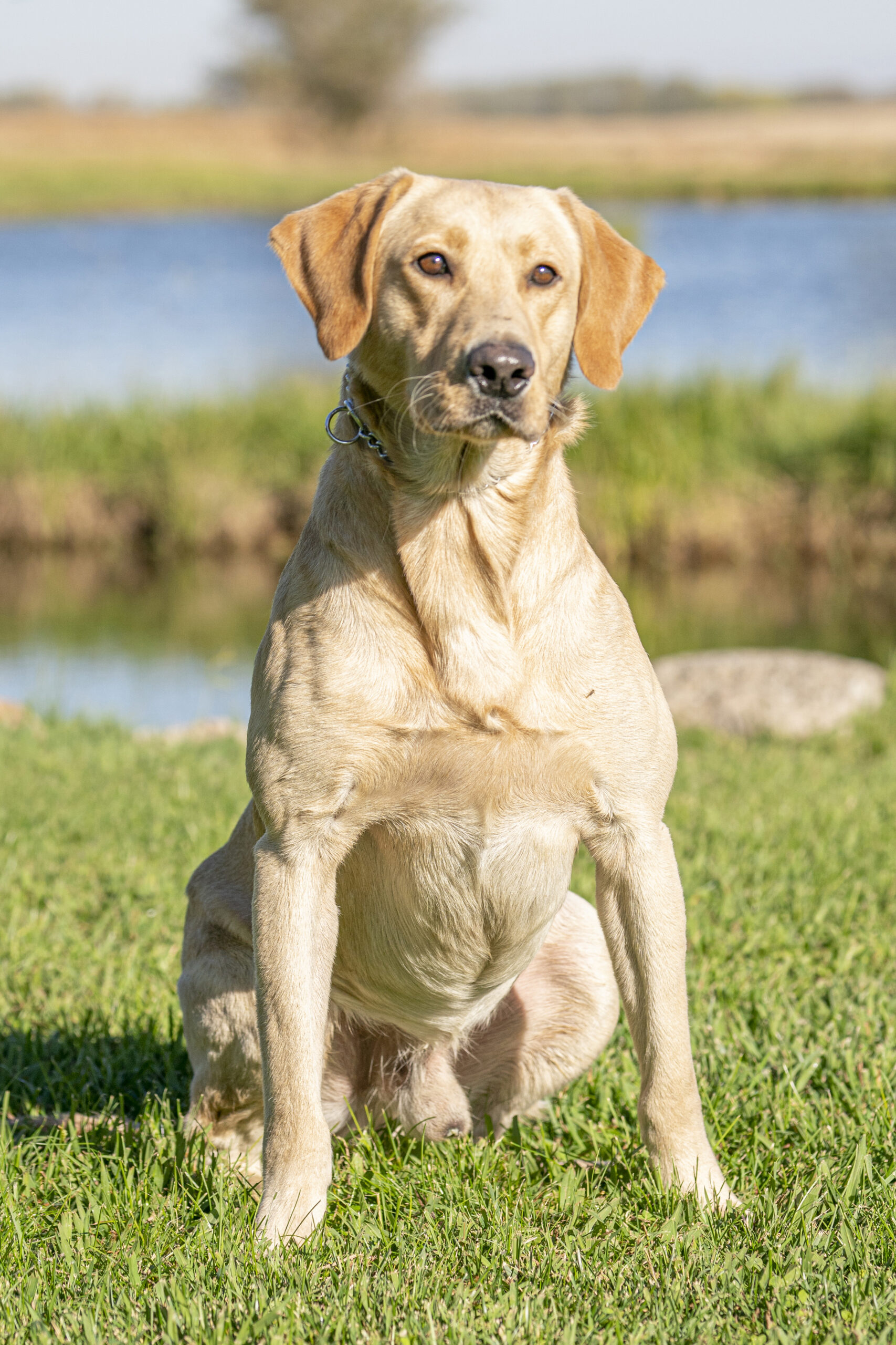 Ace - Stud -Hightest Kennels