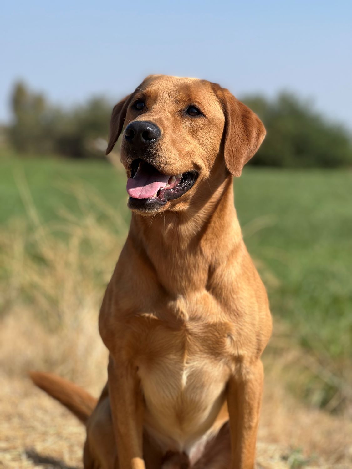 Arrow - High Test Kennels