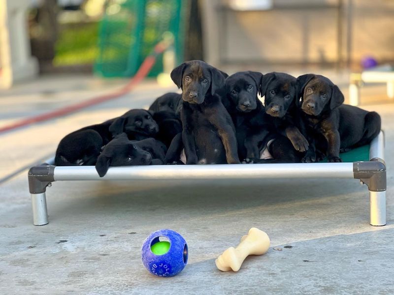 Litter of 7 black lab puppies - Otis + Charm - sitting on a day bed