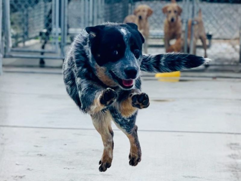 Happy Boarded Dog - grey and tan heeler jumping toward the camera with yellow labs behind boarding fence in the background