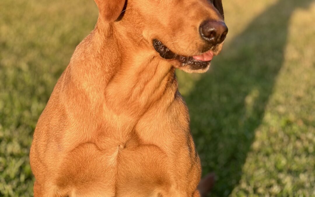 Dolly