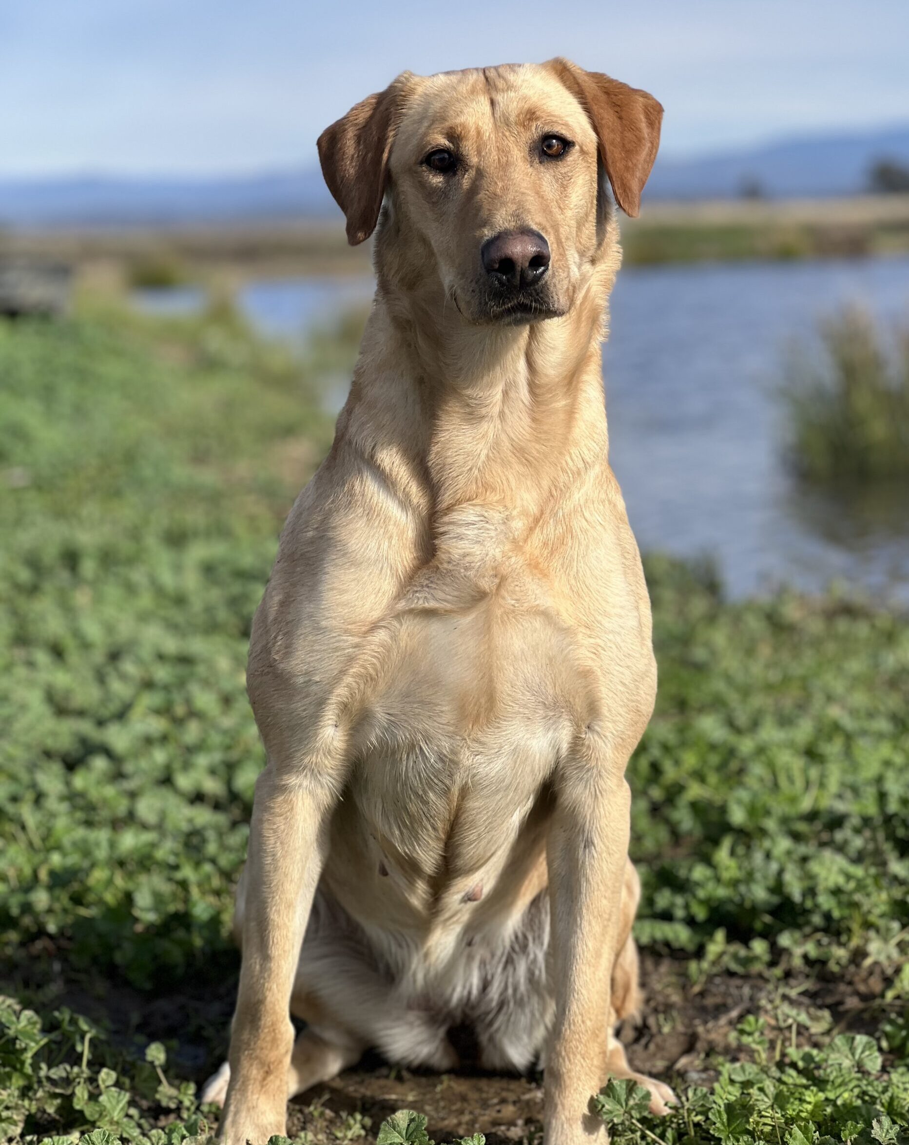 Arrow - High Test Kennels